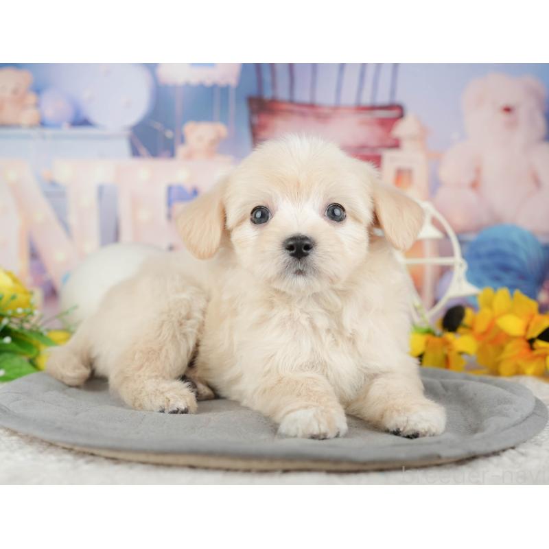 販売中の東京都のミックス犬-449285の5枚目