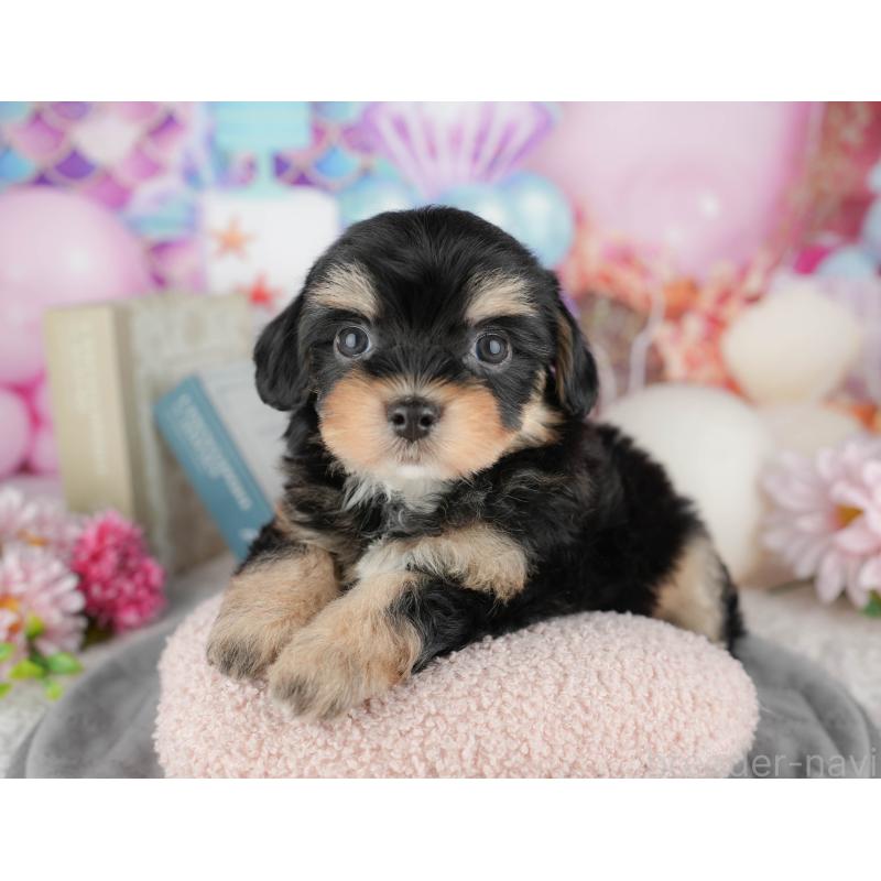 販売中の東京都のミックス犬-449284の10枚目