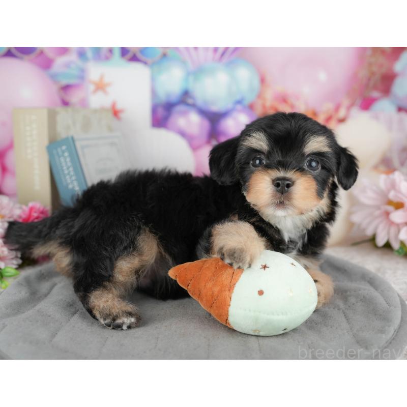 販売中の東京都のミックス犬-449284の9枚目