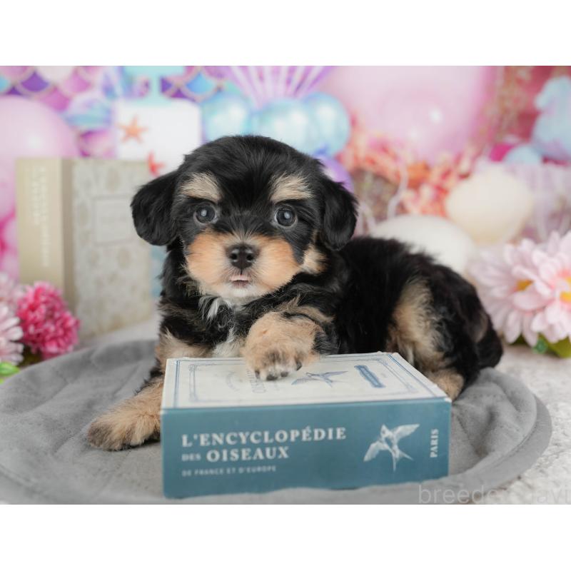 販売中の東京都のミックス犬-449284の8枚目