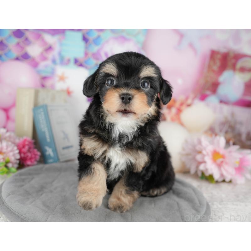 販売中の東京都のミックス犬-449284の6枚目