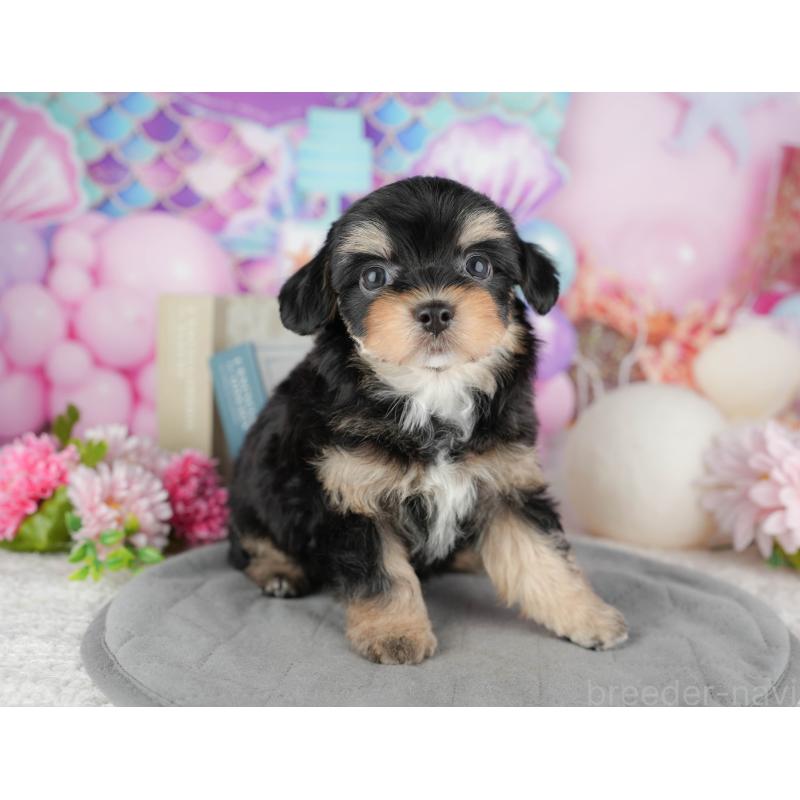 販売中の東京都のミックス犬-449284の5枚目