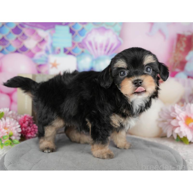 販売中の東京都のミックス犬-449284の3枚目