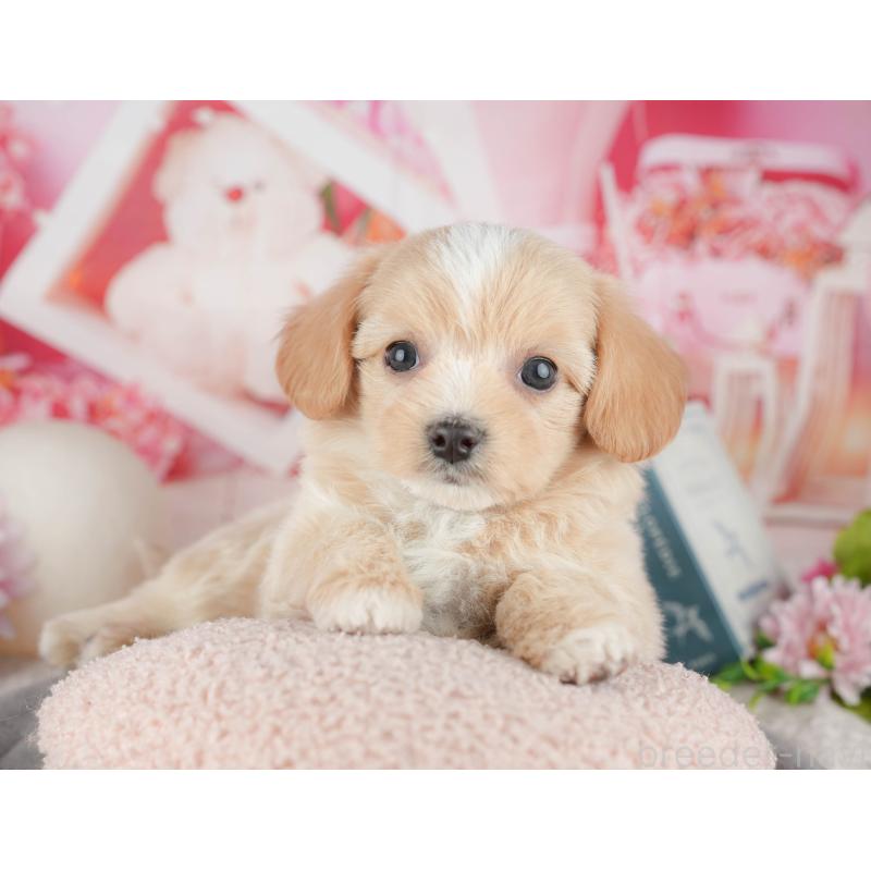 販売中の東京都のミックス犬-449280