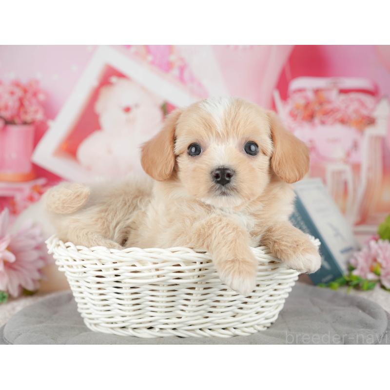販売中の東京都のミックス犬-449280の11枚目