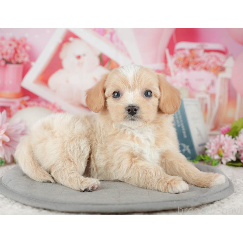 販売中の東京都のミックス犬-449280の10枚目