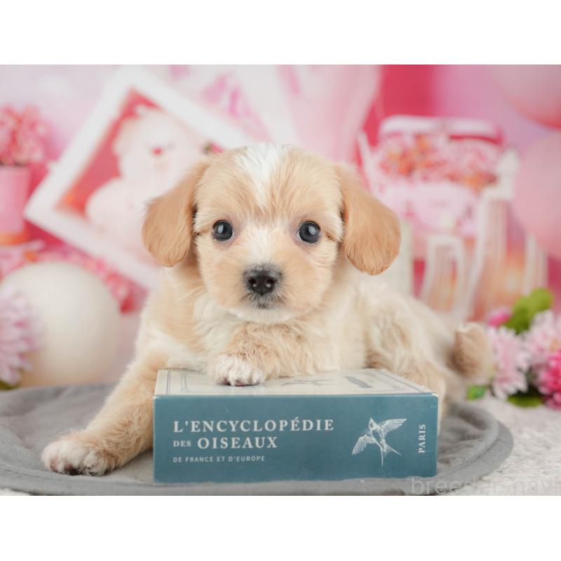 販売中の東京都のミックス犬-449280の9枚目