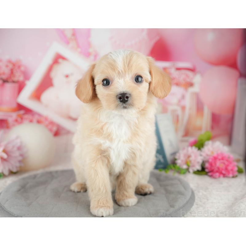 販売中の東京都のミックス犬-449280の3枚目