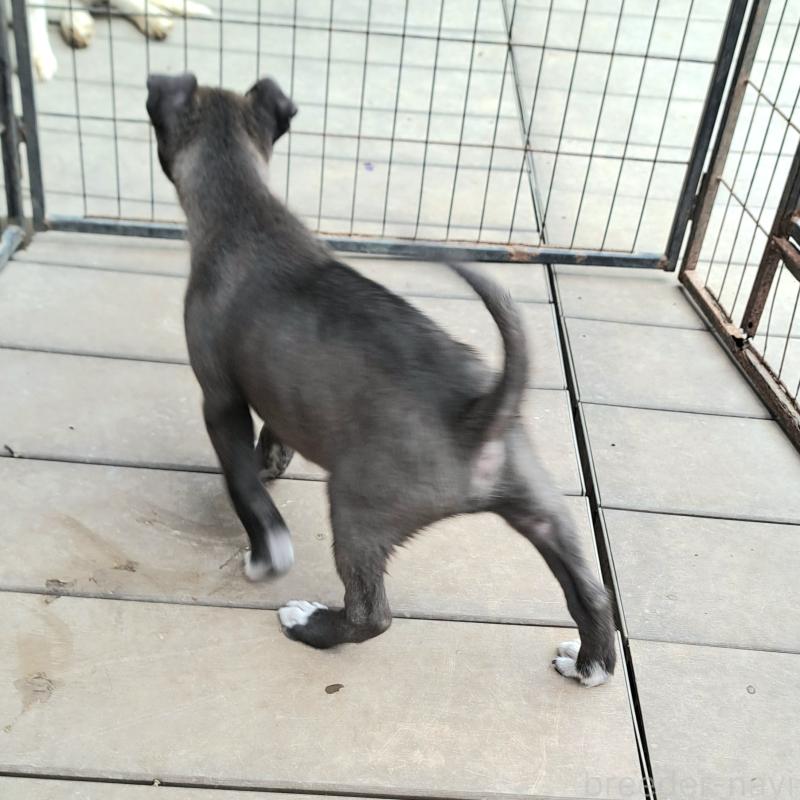 販売中の千葉県のミックス犬-449191の8枚目