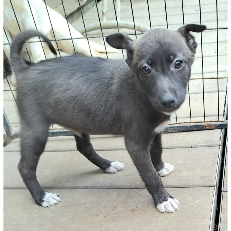 販売中の千葉県のミックス犬-449191の7枚目