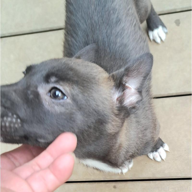 販売中の千葉県のミックス犬-449191の6枚目