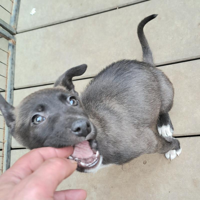 販売中の千葉県のミックス犬-449191の5枚目