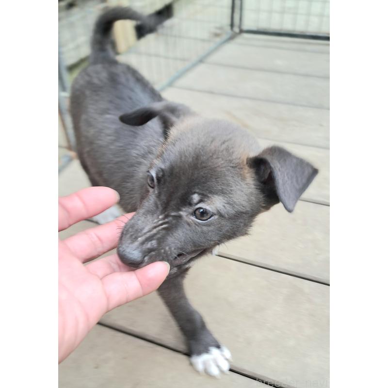 販売中の千葉県のミックス犬-449191の4枚目