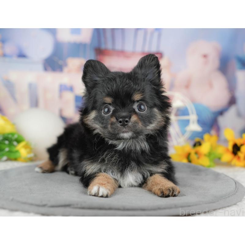 販売中の東京都のミックス犬-449277