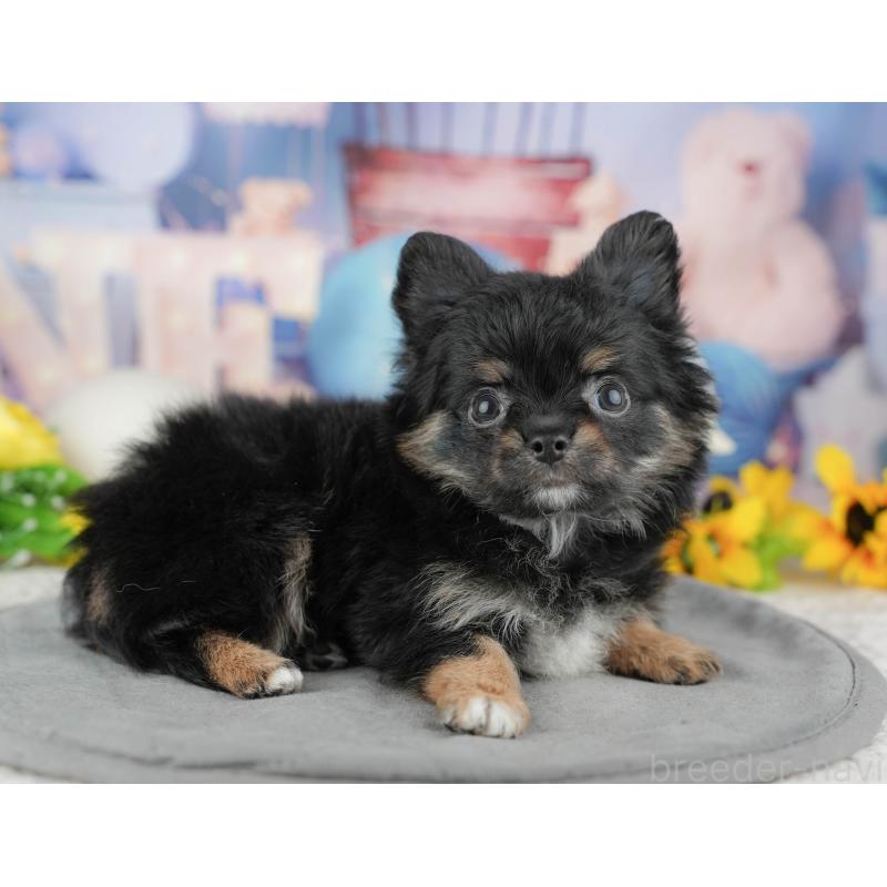 販売中の東京都のミックス犬-449277の11枚目