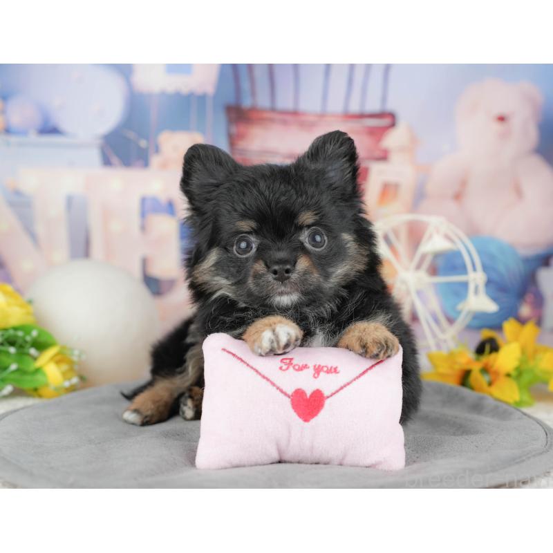 販売中の東京都のミックス犬-449277の10枚目