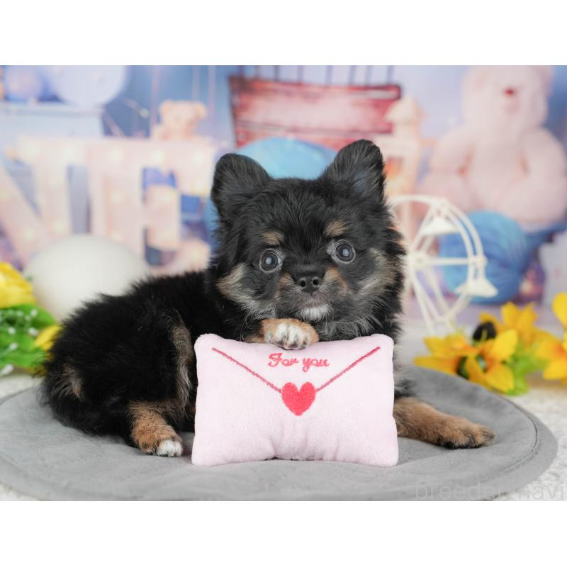 販売中の東京都のミックス犬-449277の9枚目