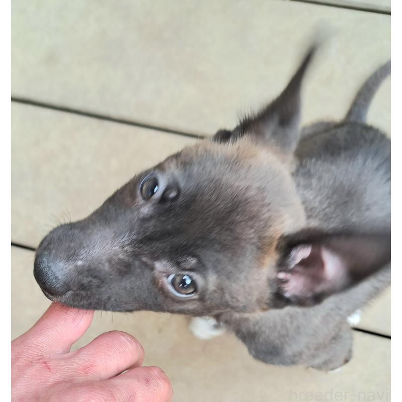 販売中の千葉県のミックス犬-449191の3枚目