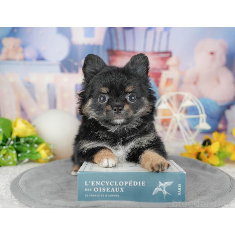 販売中の東京都のミックス犬-449277の8枚目