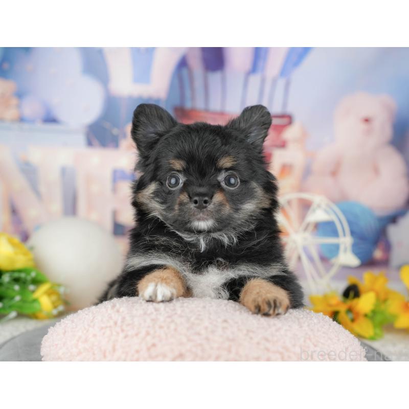 販売中の東京都のミックス犬-449277の7枚目