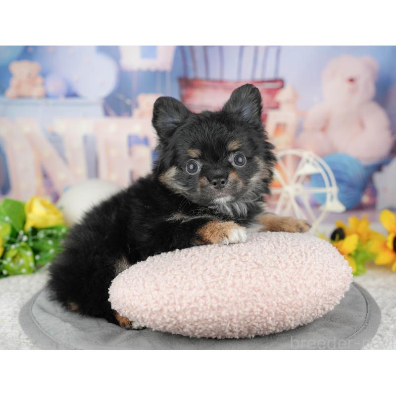 販売中の東京都のミックス犬-449277の6枚目