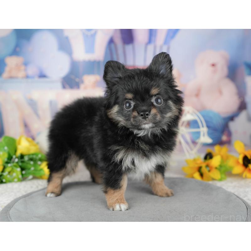 販売中の東京都のミックス犬-449277の5枚目