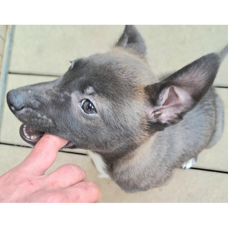 販売中の千葉県のミックス犬-449191の1枚目