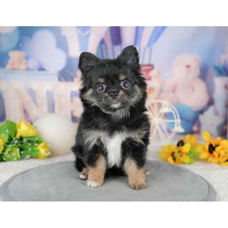 販売中の東京都のミックス犬-449277の4枚目