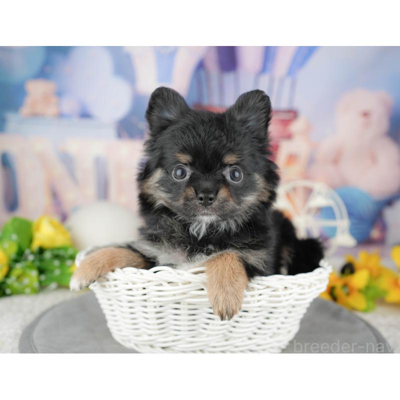 販売中の東京都のミックス犬-449277の3枚目