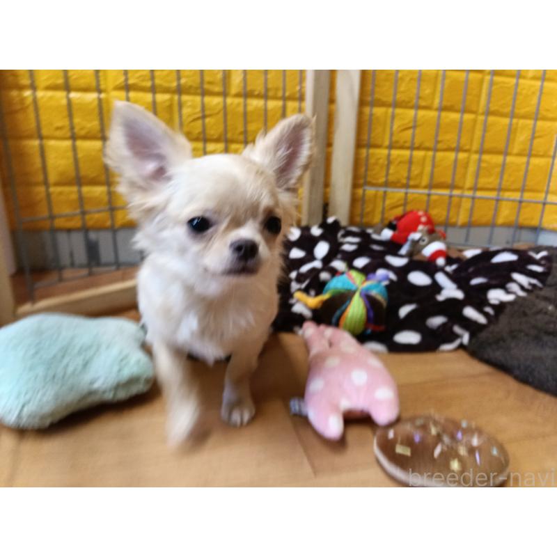 販売中の千葉県のチワワ(ロングコート)-419077の10枚目