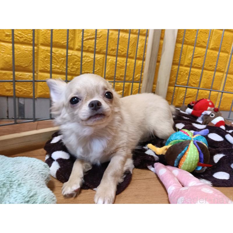 販売中の千葉県のチワワ(ロングコート)-419077の9枚目