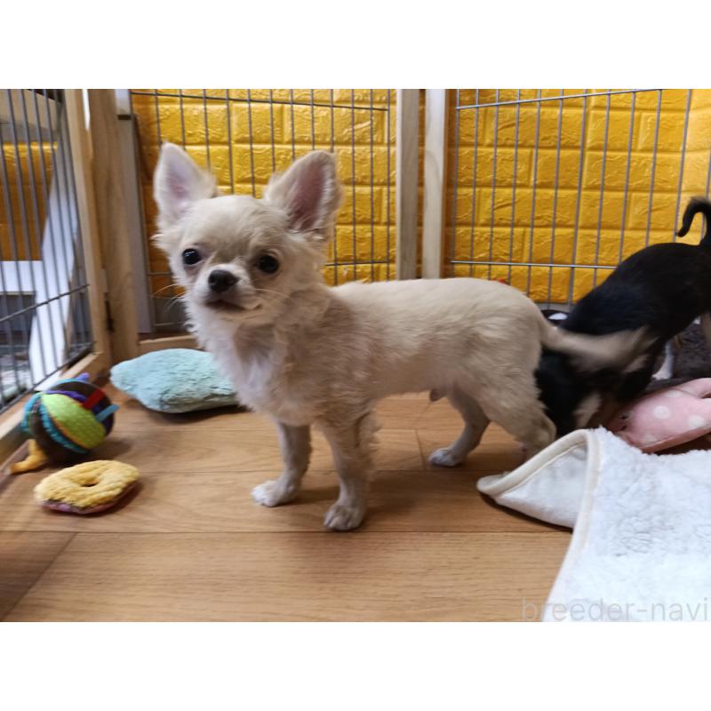 販売中の千葉県のチワワ(ロングコート)-419077の8枚目