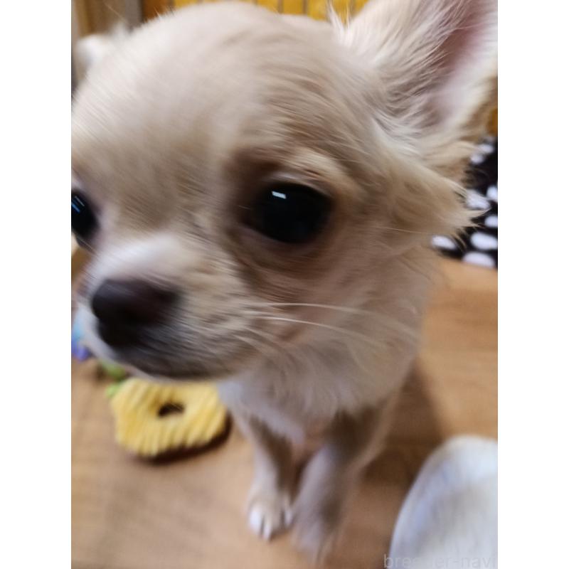 販売中の千葉県のチワワ(ロングコート)-419077の7枚目