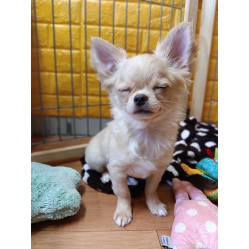 販売中の千葉県のチワワ(ロングコート)-419077の6枚目