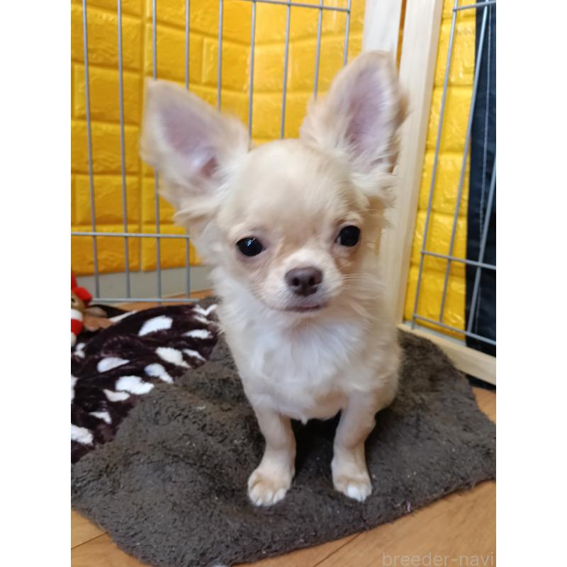 販売中の千葉県のチワワ(ロングコート)-419077の5枚目