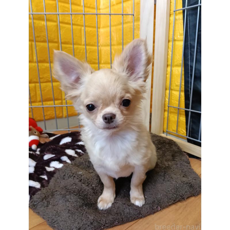 販売中の千葉県のチワワ(ロングコート)-419077の4枚目