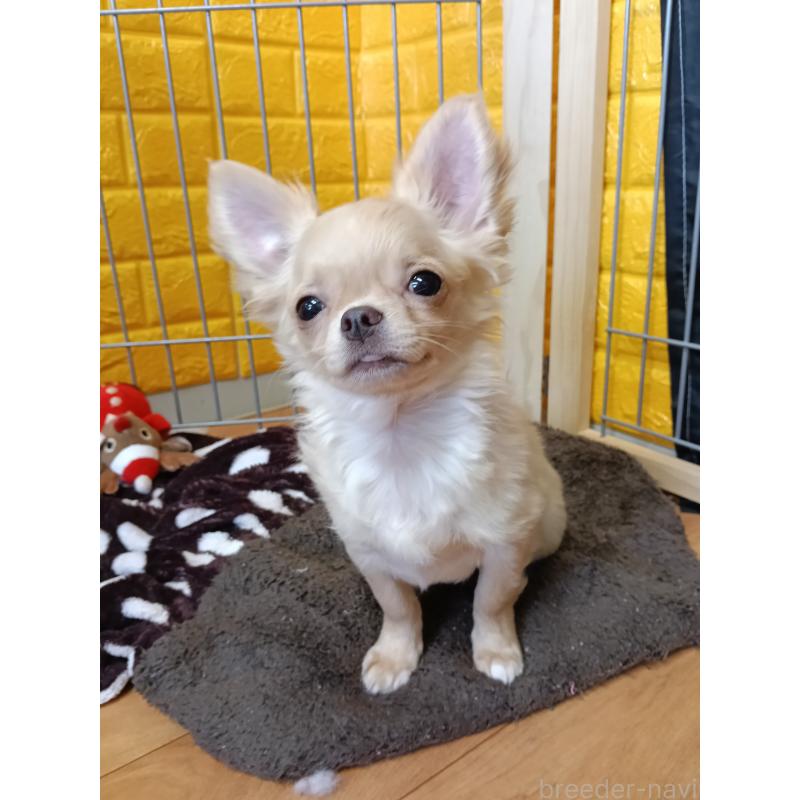 販売中の千葉県のチワワ(ロングコート)-419077の3枚目