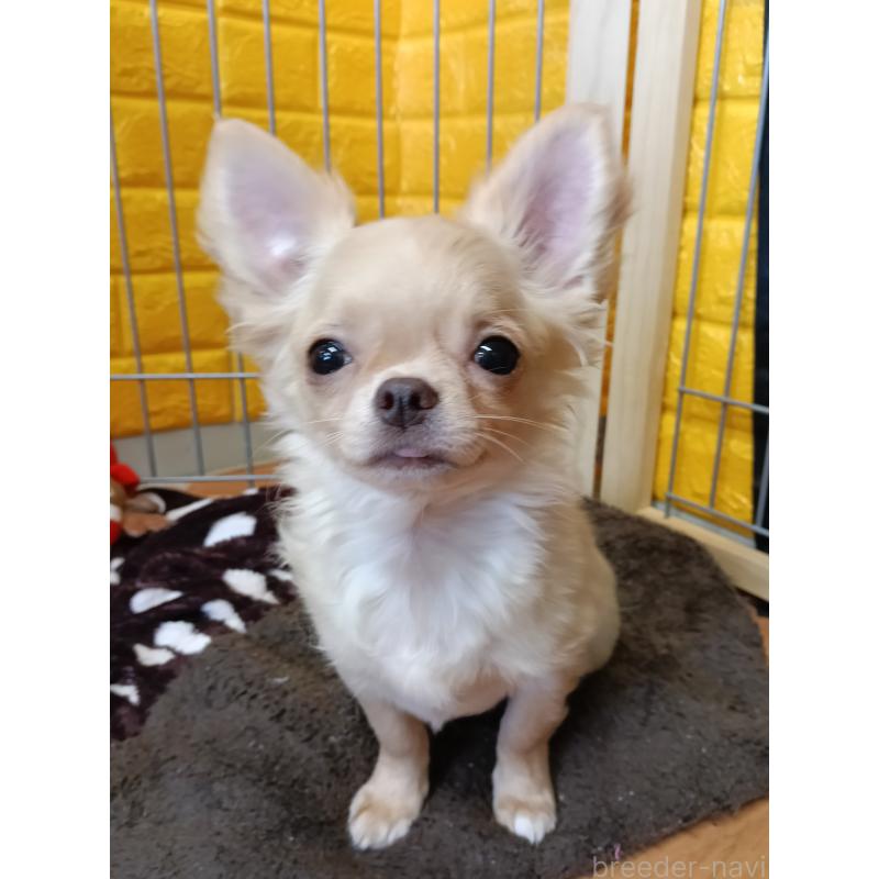 販売中の千葉県のチワワ(ロングコート)-419077の2枚目