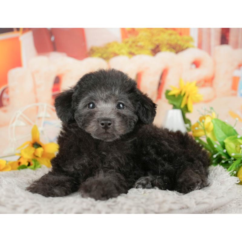 販売中の東京都のトイプードル-449276の8枚目