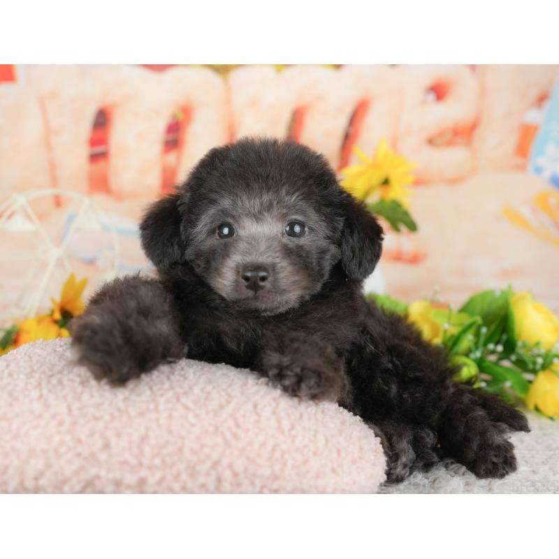 販売中の東京都のトイプードル-449276の7枚目