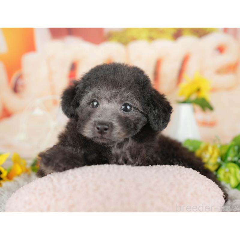 販売中の東京都のトイプードル-449276の6枚目