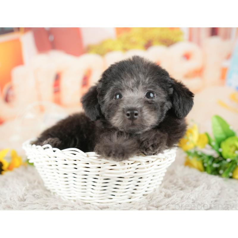 販売中の東京都のトイプードル-449276の5枚目