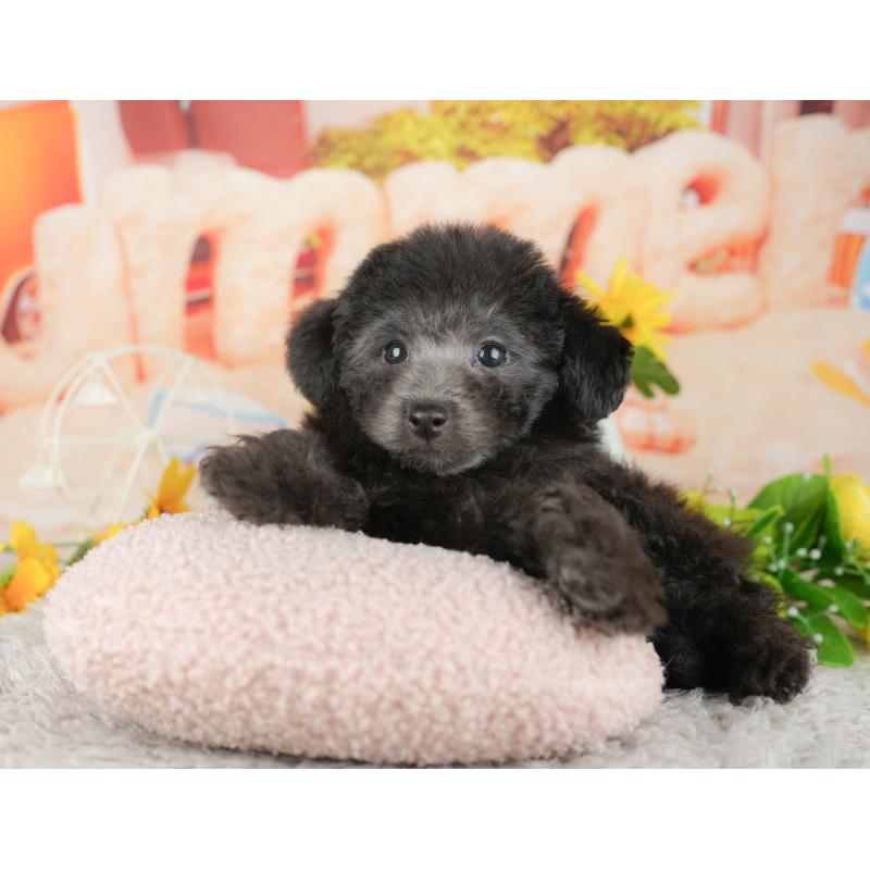 販売中の東京都のトイプードル-449276の4枚目