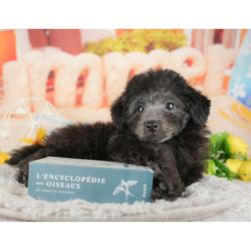 販売中の東京都のトイプードル-449276の3枚目