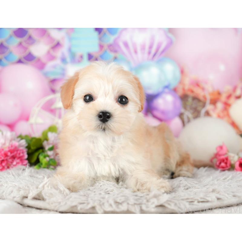 販売中の東京都のミックス犬-449274