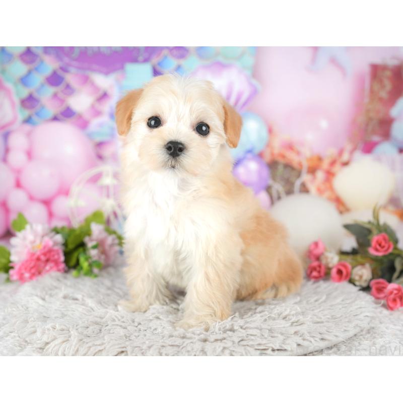 販売中の東京都のミックス犬-449274の11枚目