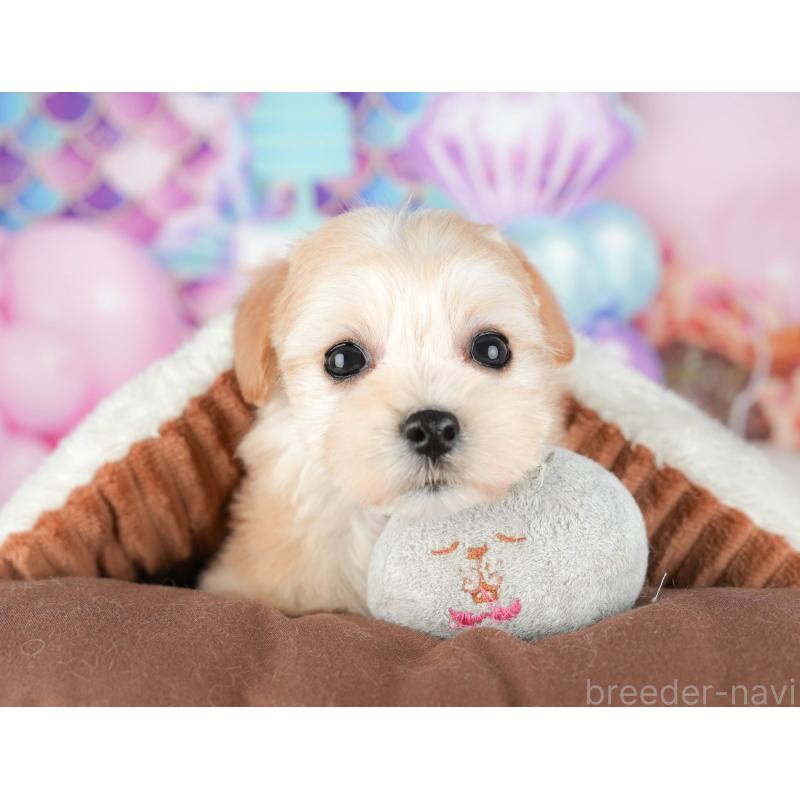 販売中の東京都のミックス犬-449274の10枚目