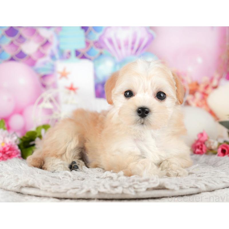 販売中の東京都のミックス犬-449274の9枚目