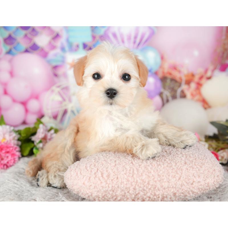 販売中の東京都のミックス犬-449274の8枚目