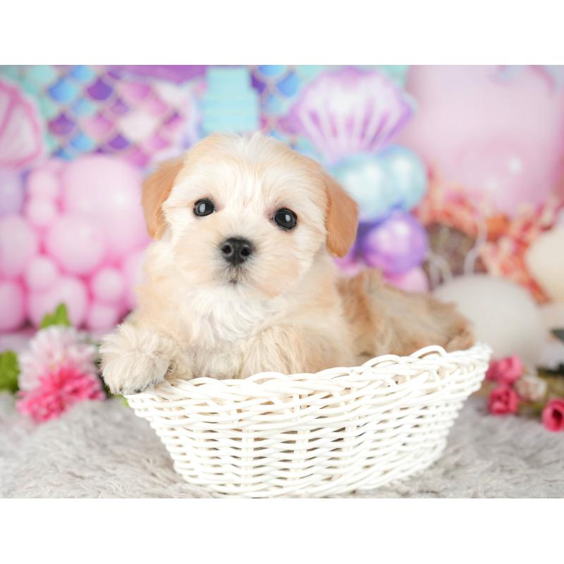 販売中の東京都のミックス犬-449274の7枚目